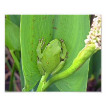 Tree Frog Photo