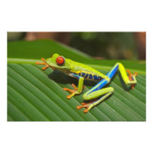 Tree Frog Photo Art