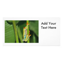 Tree Frog Photo