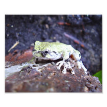 Tree Frog Photo Print