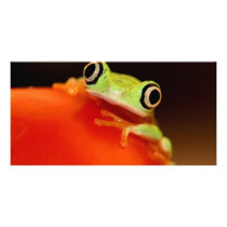 tree frog