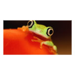 tree frog photo cards
