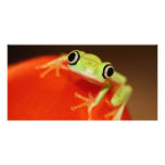 tree frog photo cards