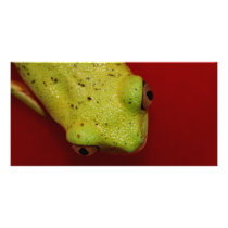 tree frog
