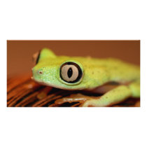 tree frog