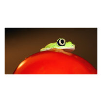 tree frog