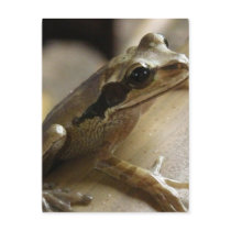 Tree Frog Postcard