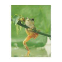 Tree Frog Post Card