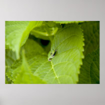 Tree Frog Poster