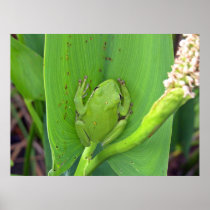 Tree Frog Print