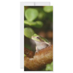 Tree frog ready to spring out of bonsai tree rack card design