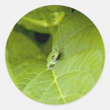 Tree Frog Round Sticker