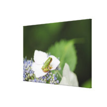 Tree Frog Sitting on a Hydrangea, Hyogo Stretched Canvas Print