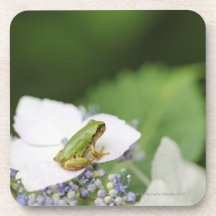 Tree Frog Sitting on a Hydrangea, Hyogo Coasters