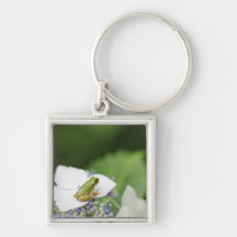 Tree Frog Sitting on a Hydrangea, Hyogo Key Chains