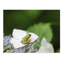Tree Frog Sitting on a Hydrangea, Hyogo Postcard