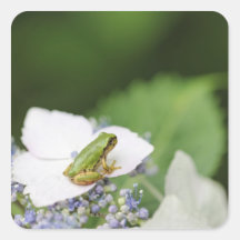 Tree Frog Sitting on a Hydrangea, Hyogo Square Sticker