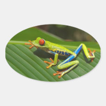 Tree Frog Stickers