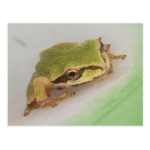 Tree Frogs Post Card
