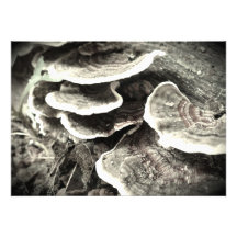 Tree Fungus Invitation