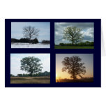 Tree in 4 Seasons Greeting Card