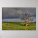 Tree in a field by Seth Price posters