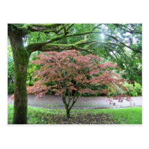 Tree in bloom Blarney Castle , Ireland Postcards