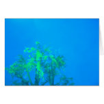 tree in blue card