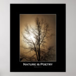 TREE IN FOG Photo Poster posters