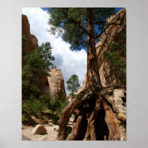 Tree in Tent Rocks Posters