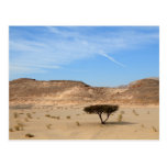 Tree in the desert, South Sinai, Egypt Postcard