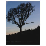 Tree in the morning flyers