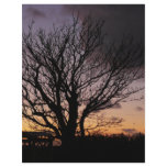 Tree in Winter Sunset Flyers