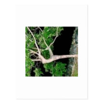 tree lady postcard
