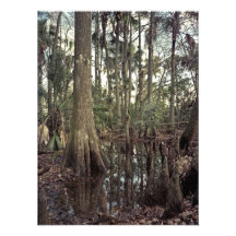 Tree Line. Triple N Ranch, Osceola Co., Fl. Photograph