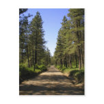 Tree lined dirt road post card