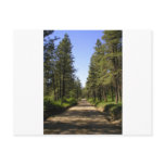 Tree lined dirt road postcard
