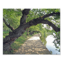 Tree Lined Path by Lakeside Photographic Print