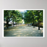 tree lined path posters