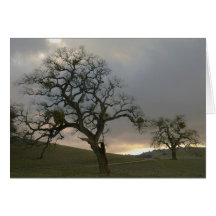 Tree Mates: Winter Oaks with Mistletoe Greeting Card