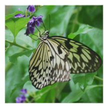 Tree Nymph Butterfly Invitation