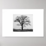 Tree of Death posters
