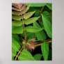 Tree of Heaven Leaves Posters