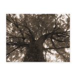 Tree of Life in Sepia