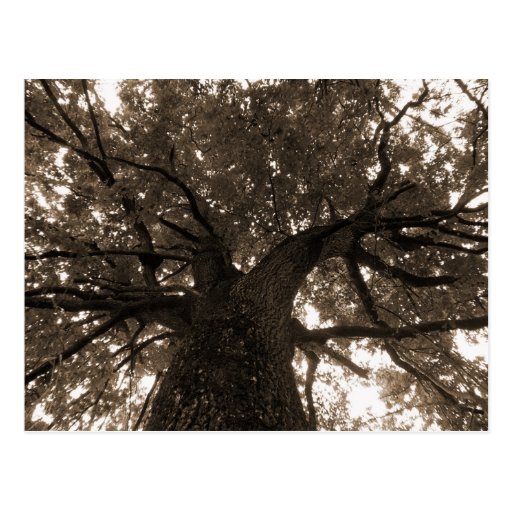 Tree of Life in Sepia Postcards