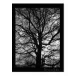 Tree of Life - Lebensbaum - Baum des Lebens Postcards