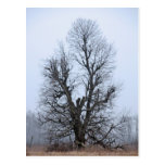 Tree of Life - not only for treehuggers Postcard