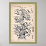 Tree Of Life / Pedigree Of Man posters