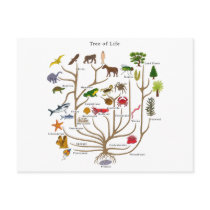 Tree Of Life