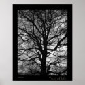 Tree of Life posters